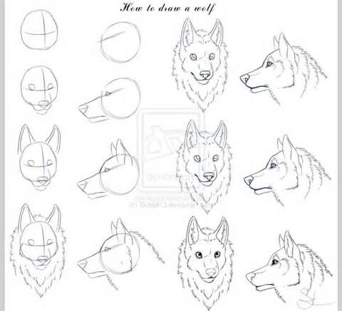 Wolf Sketch Step By Step At Paintingvalleycom Explore