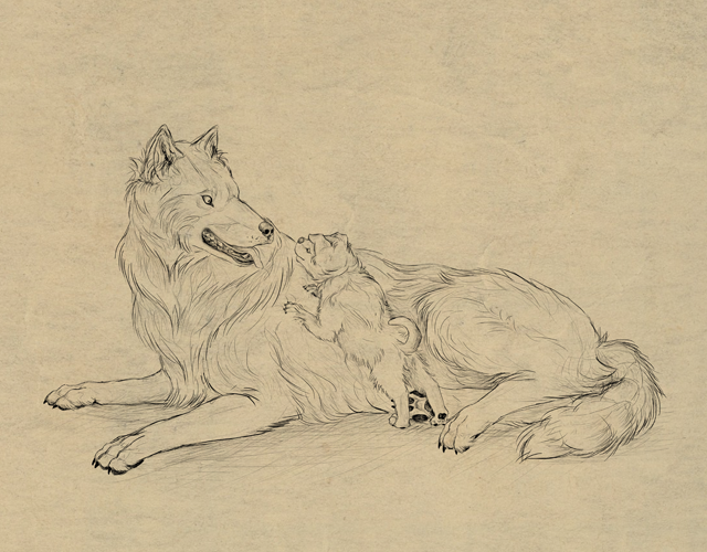 640x500 How To Draw Animals Dogs And Wolves, And Their Anatomy - Wolf Sketch Tutorial