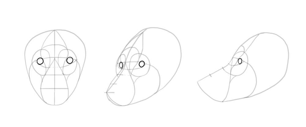 1000x416 How To Draw A Wolf Head And Shoulders, Knees And Paws - Wolf Sketch Tutorial