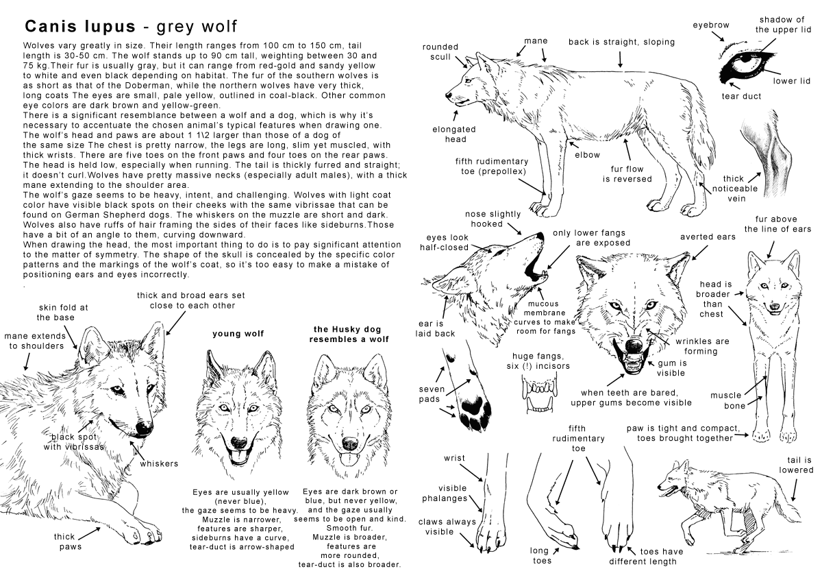 1200x849 How To Draw The Wolf - Wolf Sketch Tutorial