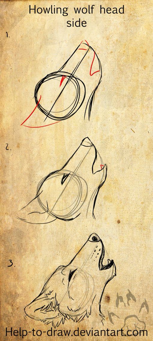 510x1136 Pin By Kolya On Razno Drawings, Drawing Ideas And - Wolf Sketch Tutorial