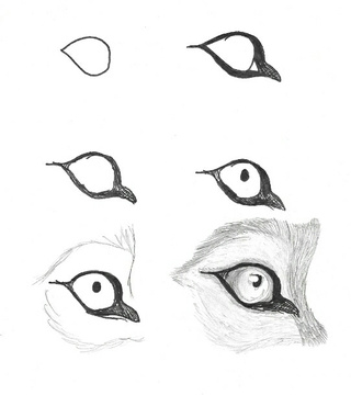 320x360 This Is A Tutorial For Drawing Husky Or Wolf Eyes. I Made It - Wolf Sketch Tutorial