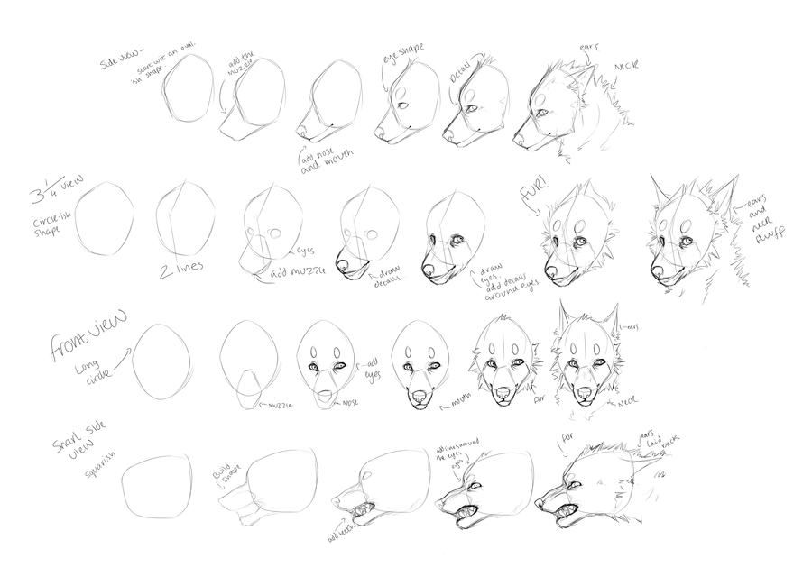 900x629 Wolf Head Pov Basic Tutorial By Rinermai - Wolf Sketch Tutorial