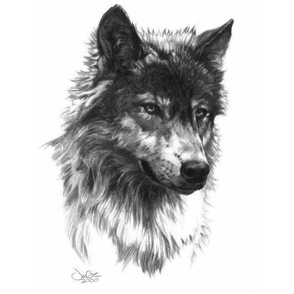 600x600 Tatto Ideas 2017 - Wolf Tattoo Sketch