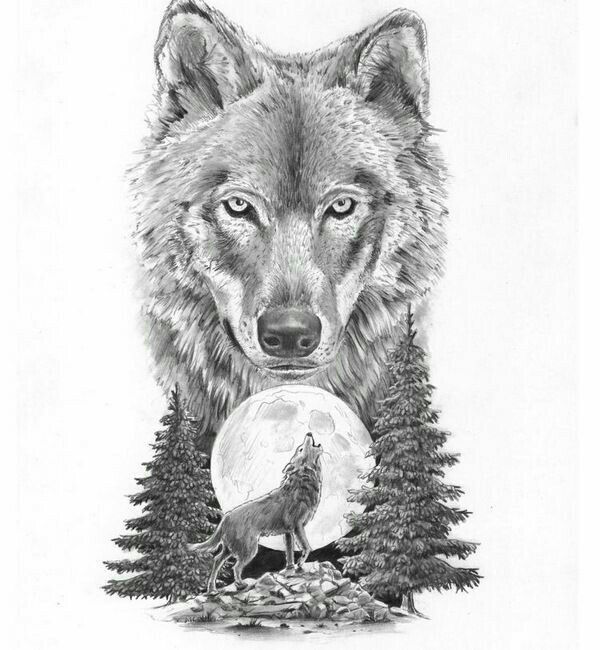 600x650 Wolf Tattoo Sketch - Wolf Tattoo Sketch
