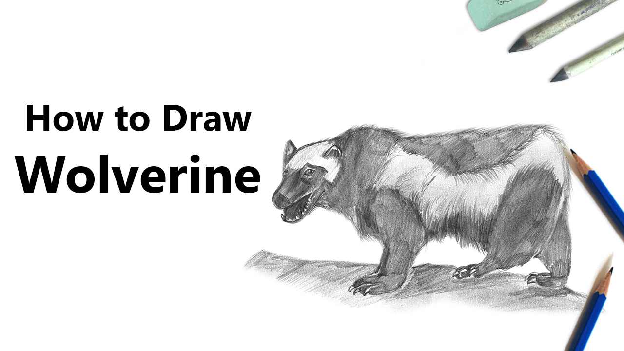 1280x720 How To Draw A Wolverine With Pencils [Time Lapse] - Wolverine Animal Sketch