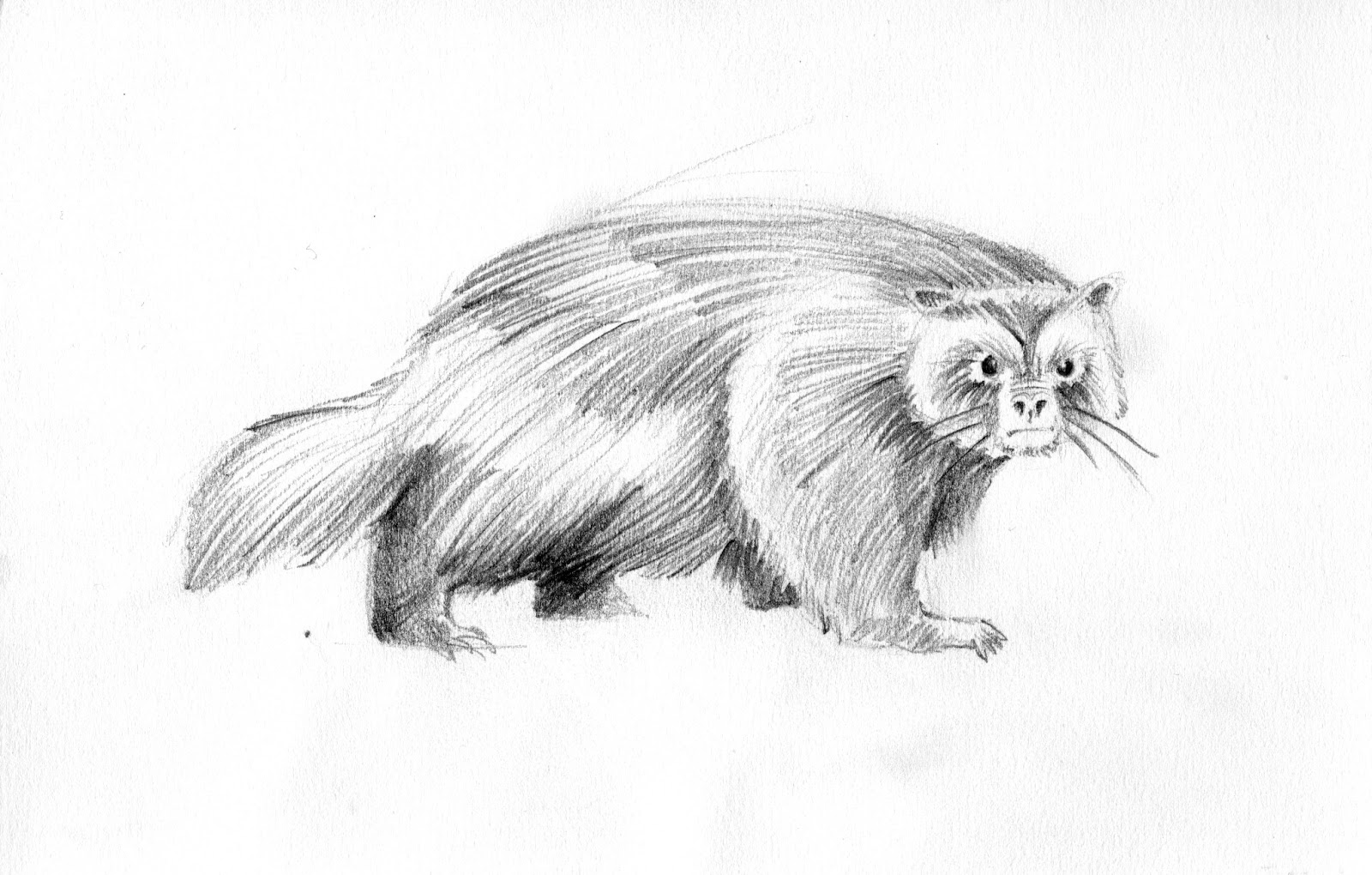 1600x1020 Sketches For Vincent - Wolverine Animal Sketch