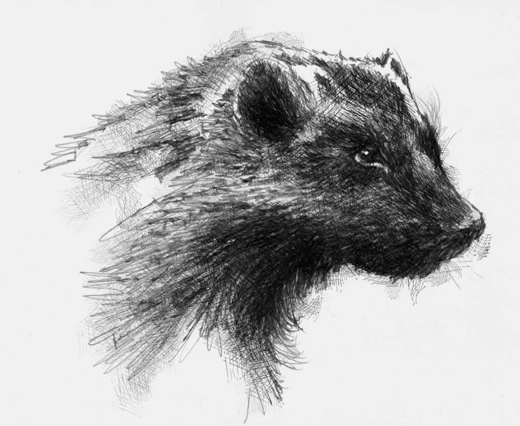 1024x840 Wolverine Seanbriggs - Wolverine Animal Sketch