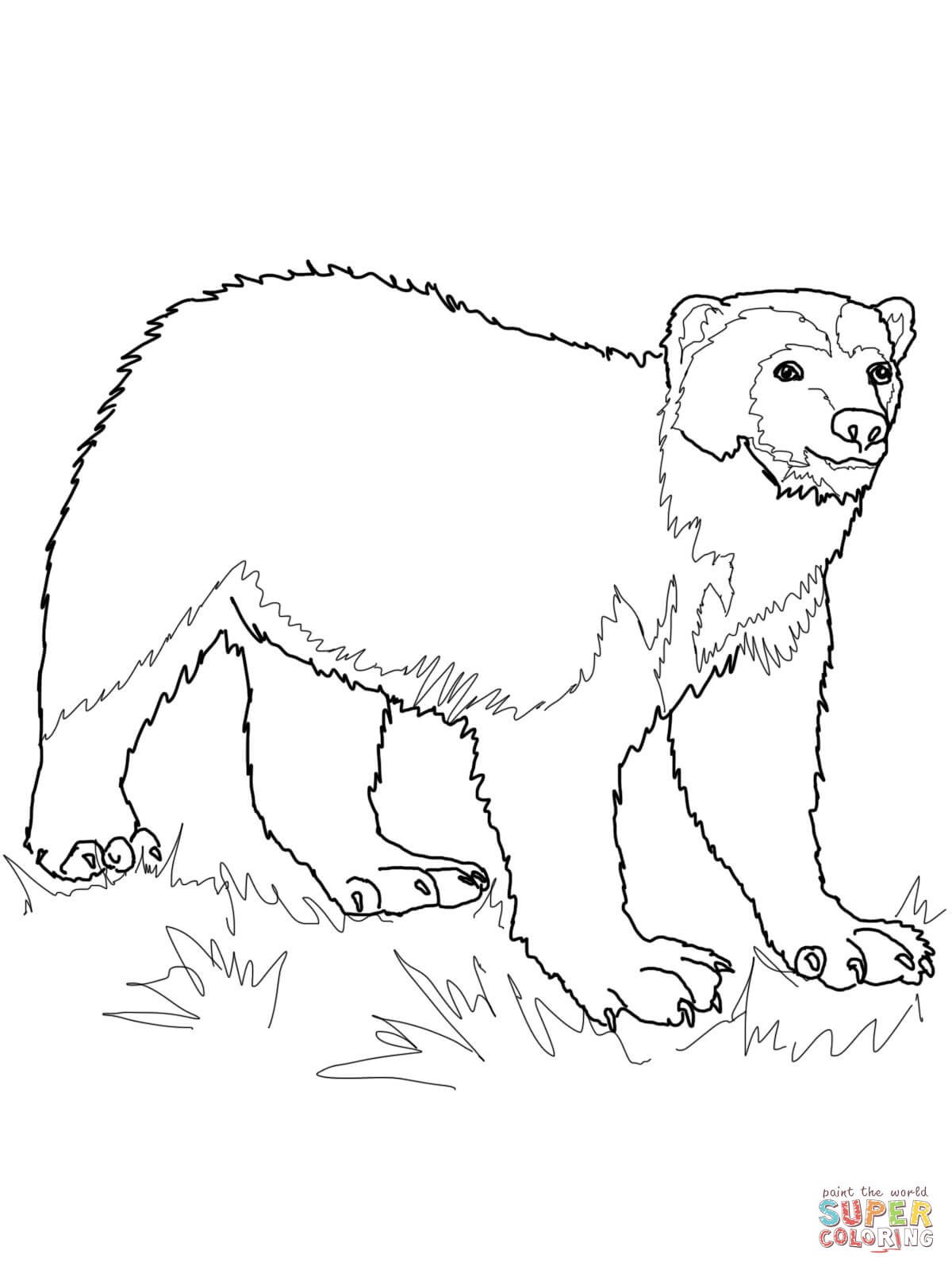 1200x1600 Wolverine Animal Coloring Pages - Wolverine Animal Sketch