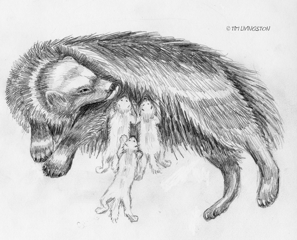 600x485 Wolverine Mother And Kits The Forester Artist - Wolverine Animal Sketch
