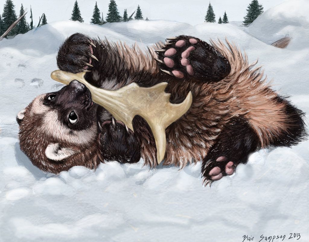 1024x804 Wolverine Cub Noming A Caribou Antler By - Wolverine Animal Sketch