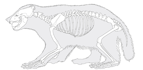 470x231 Wolverinepedia - Wolverine Animal Sketch