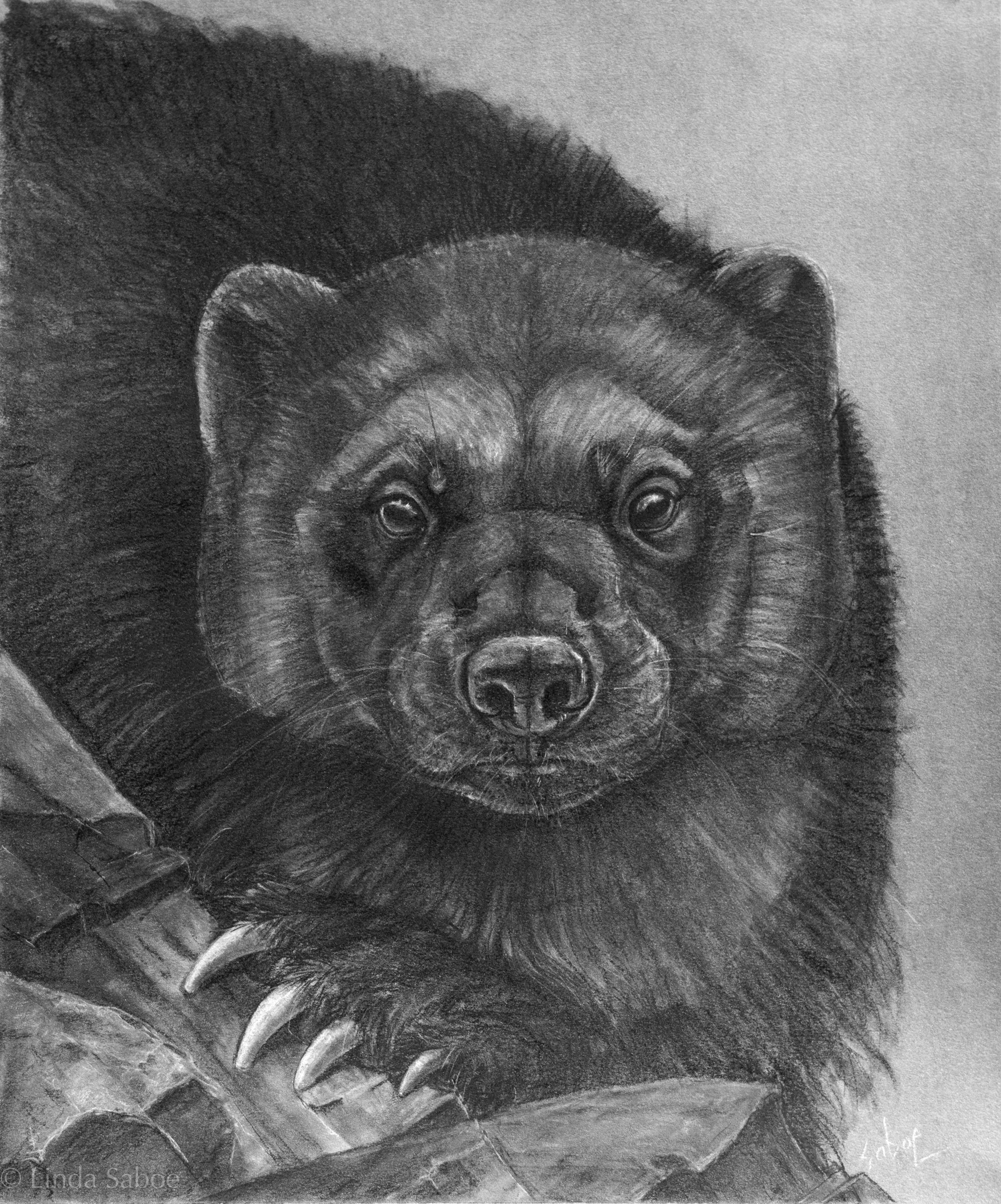 Wolverine Animal Sketch at Explore collection of