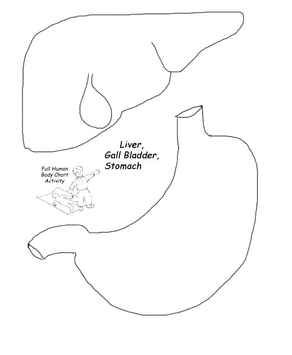 592x720 Human Body Outline Sketch Template Download Woman Form - Woman Outline Sketch