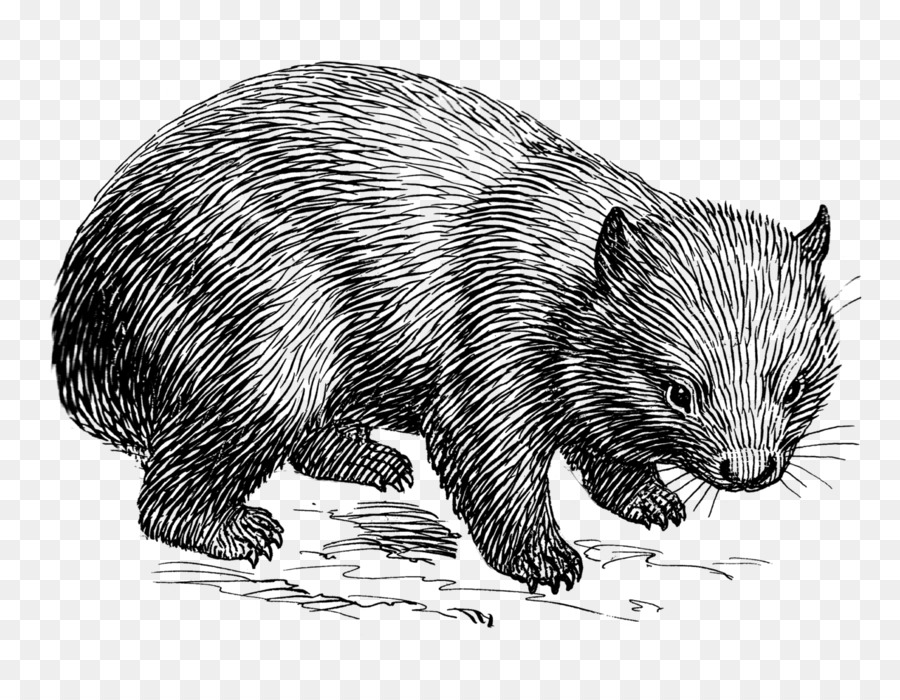 900x700 Wombat Drawing Line Art Clip Art - Wombat Sketch