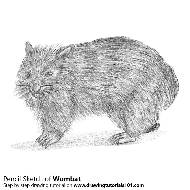 800x800 Wombat Pencil Drawing - Wombat Sketch