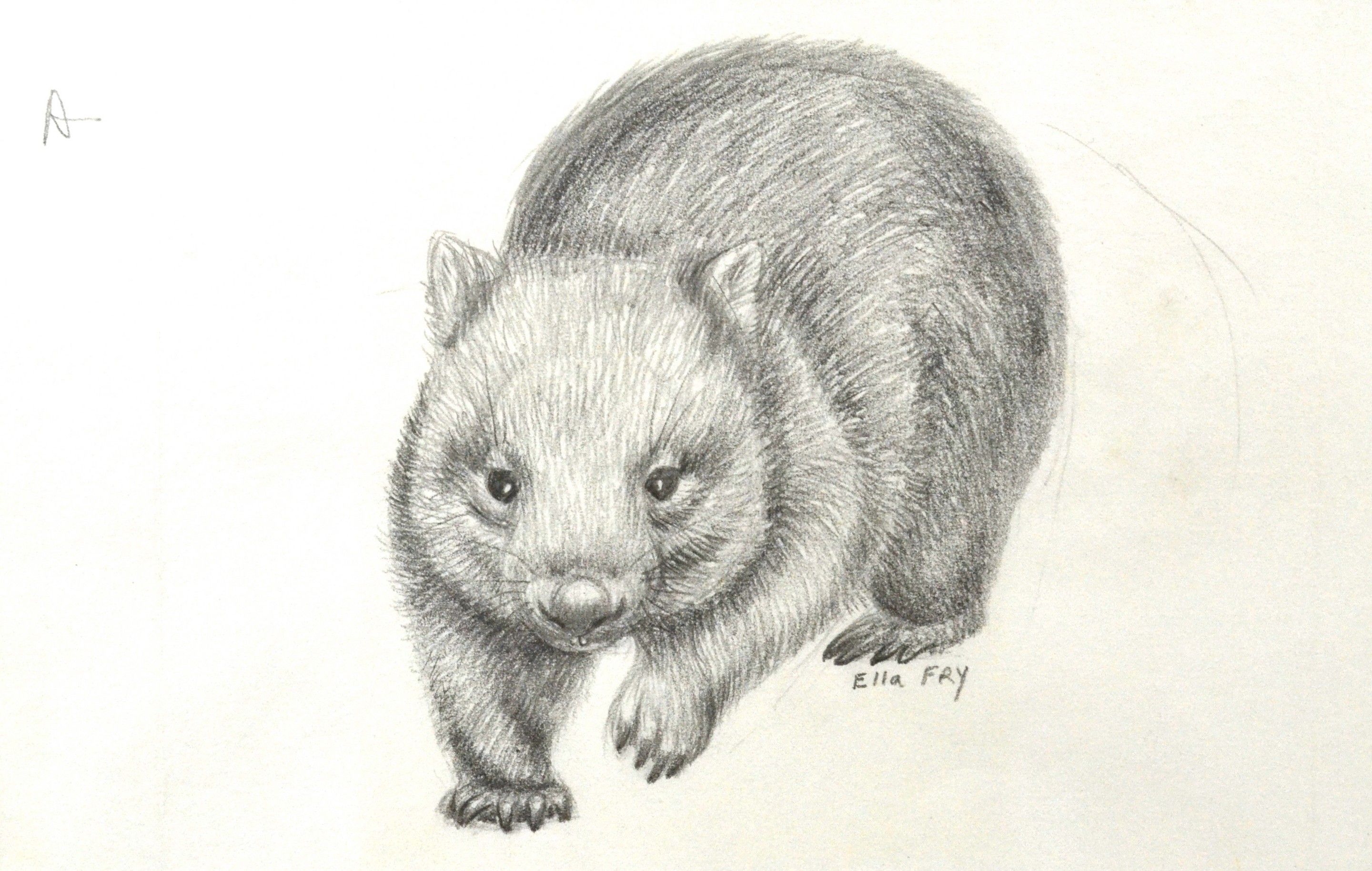 Wombat Sketch at Explore collection of Wombat Sketch