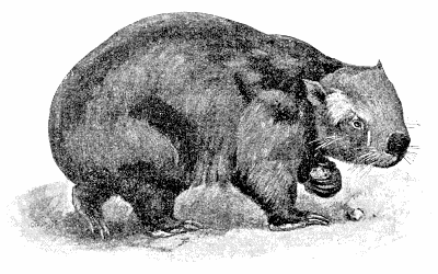 400x250 Wombat Sketch - Wombat Sketch