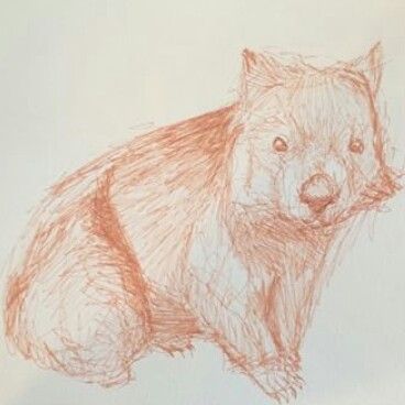 368x368 Wombat Sketch Wombats Sketches - Wombat Sketch