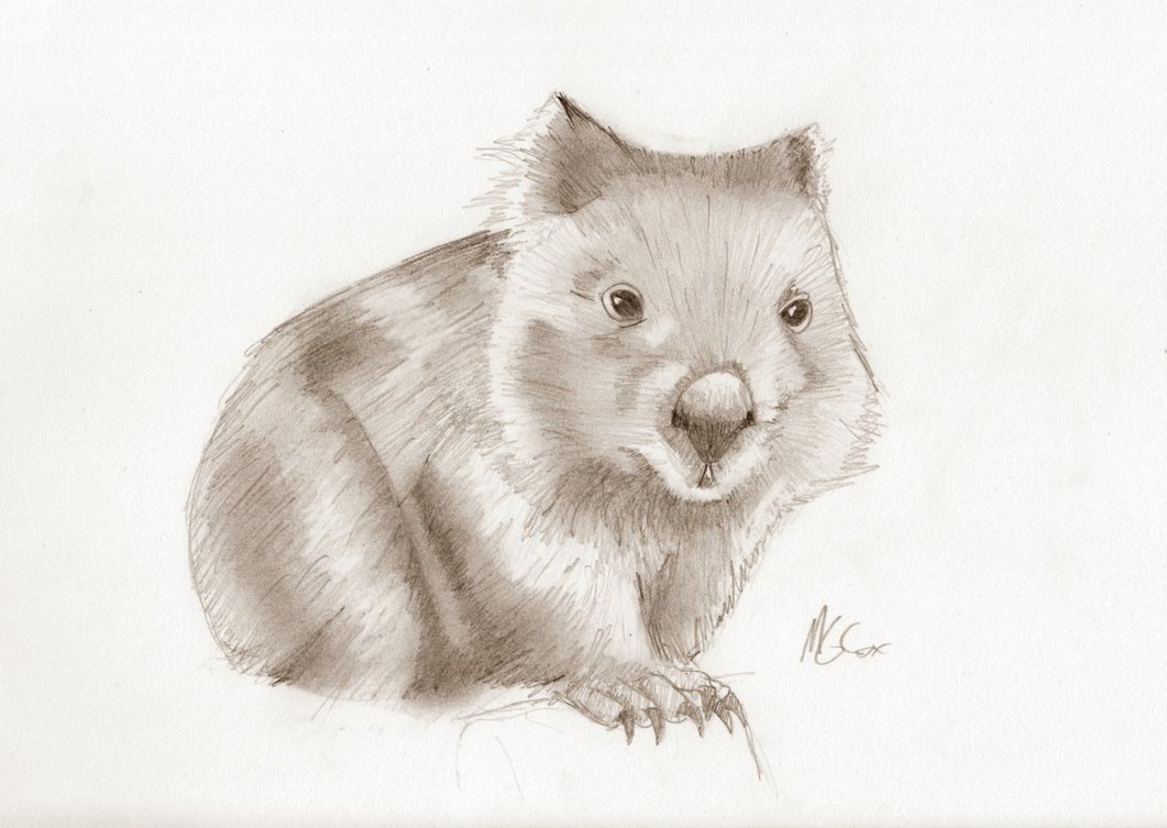 1061x753 Wombat Sketch By Gogglesofescape - Wombat Sketch