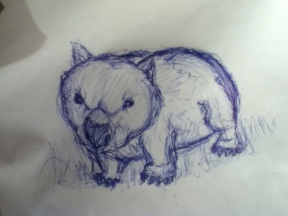 960x720 Wombat Sketch By Imagitoonconcepts - Wombat Sketch