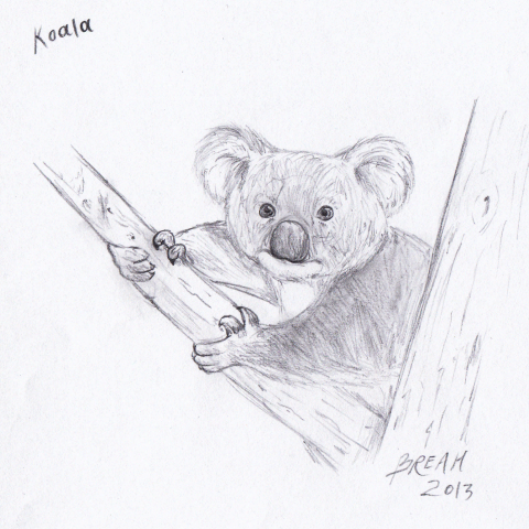 480x480 Wombat Sketch Art By Breah - Wombat Sketch