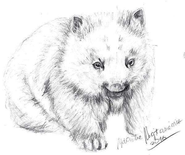 600x503 Young Wombat By Kosen - Wombat Sketch
