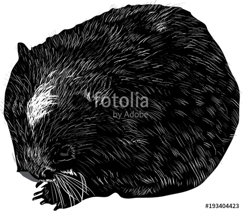 500x435 Wombat Sketch Isolated On White Stock Image And Royalty Free - Wombat Sketch