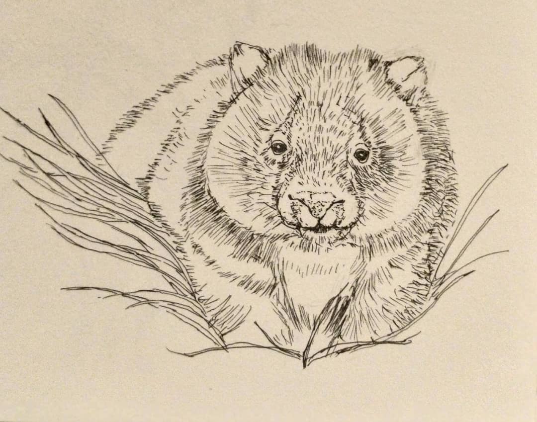 Wombat Sketch at PaintingValley.com | Explore collection of Wombat Sketch