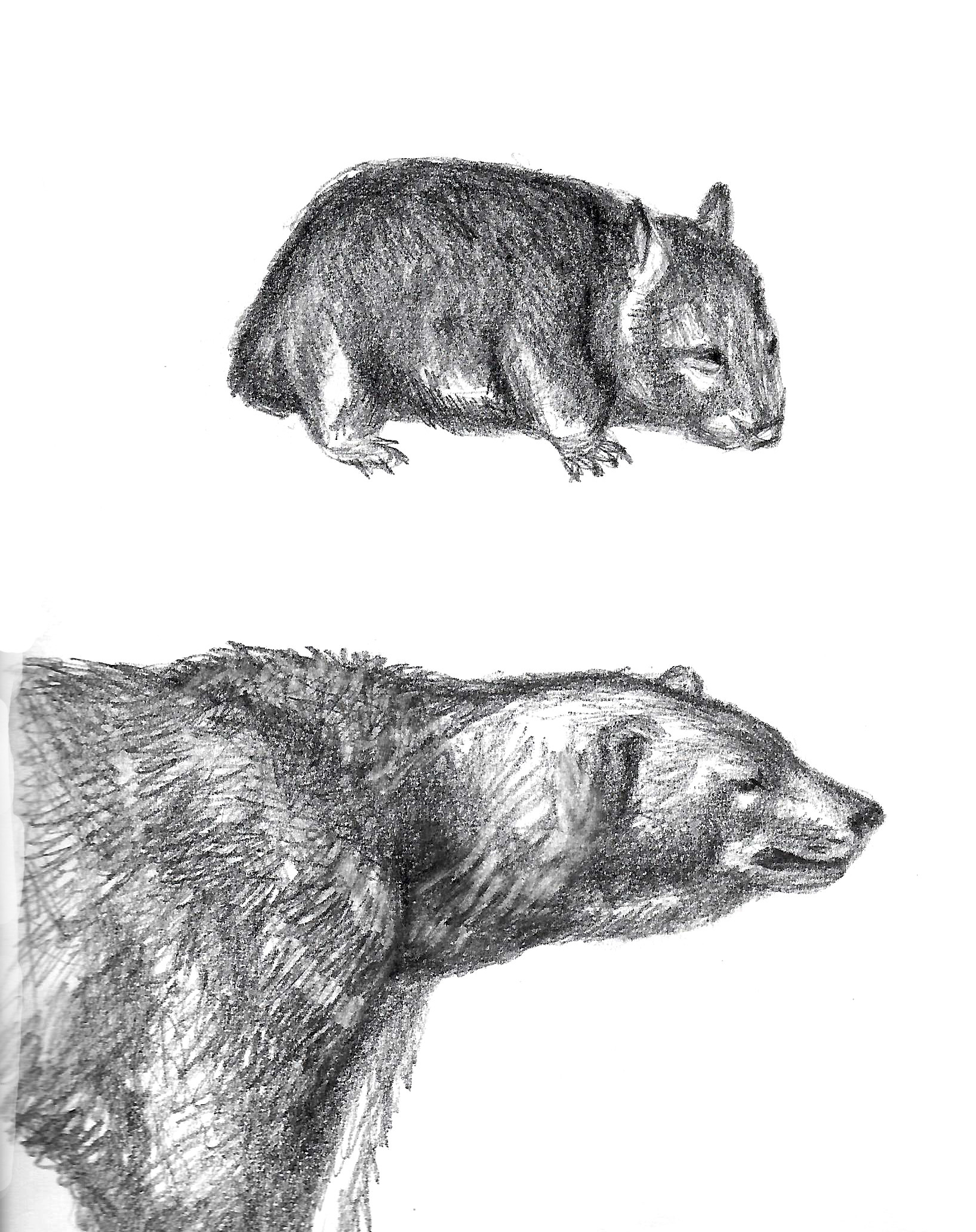 Wombat Sketch at PaintingValley.com | Explore collection of Wombat Sketch