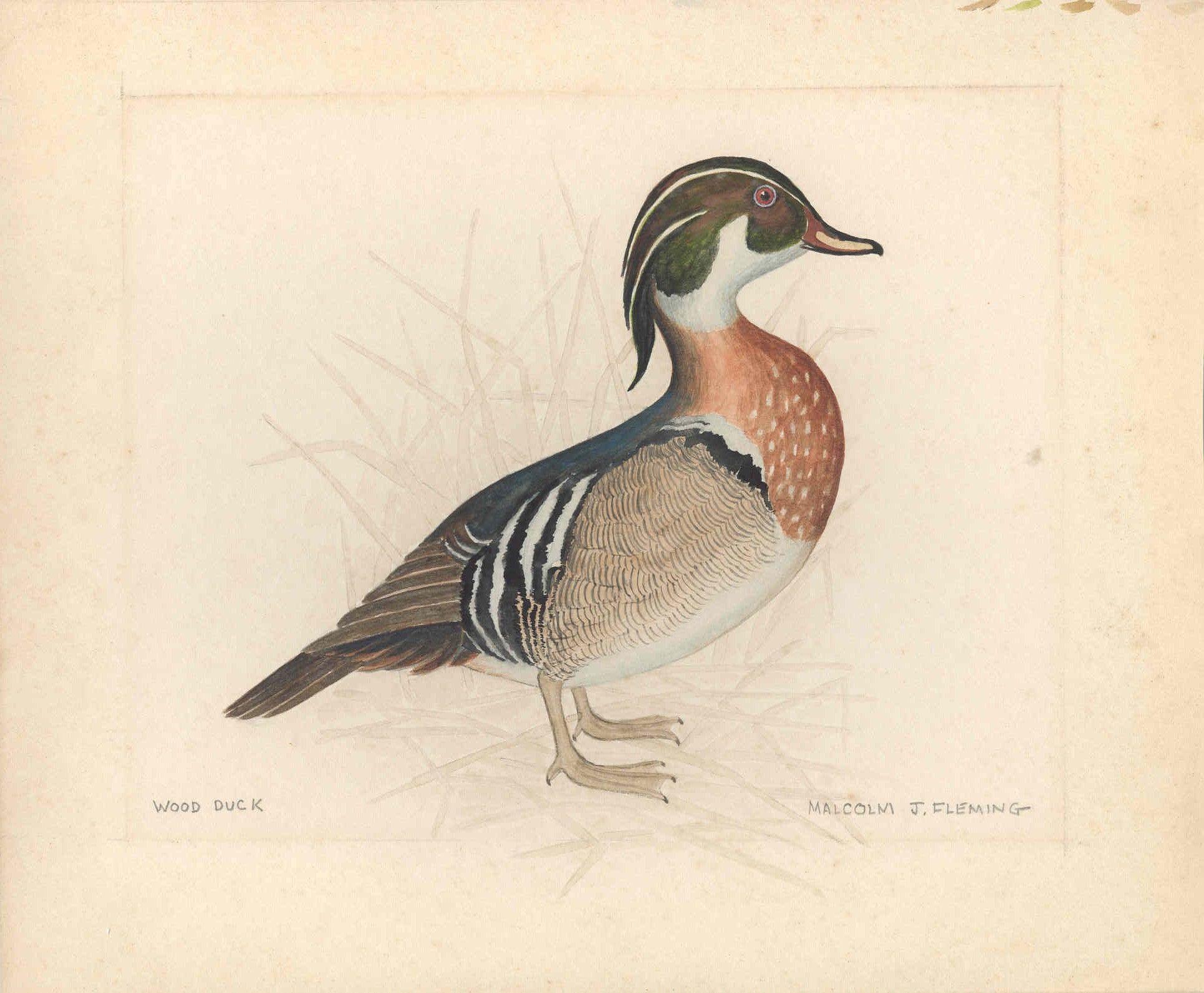 Wood Duck Sketch