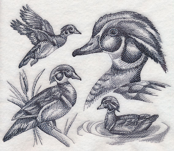 568x494 Machine Embroidery Designs - Wood Duck Sketch