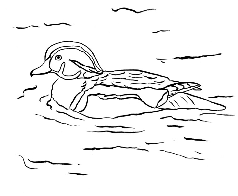 760x626 Wood Duck Coloring Page - Wood Duck Sketch