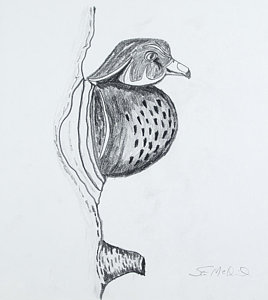 268x300 Wood Duck Drawings Fine Art America - Wood Duck Sketch