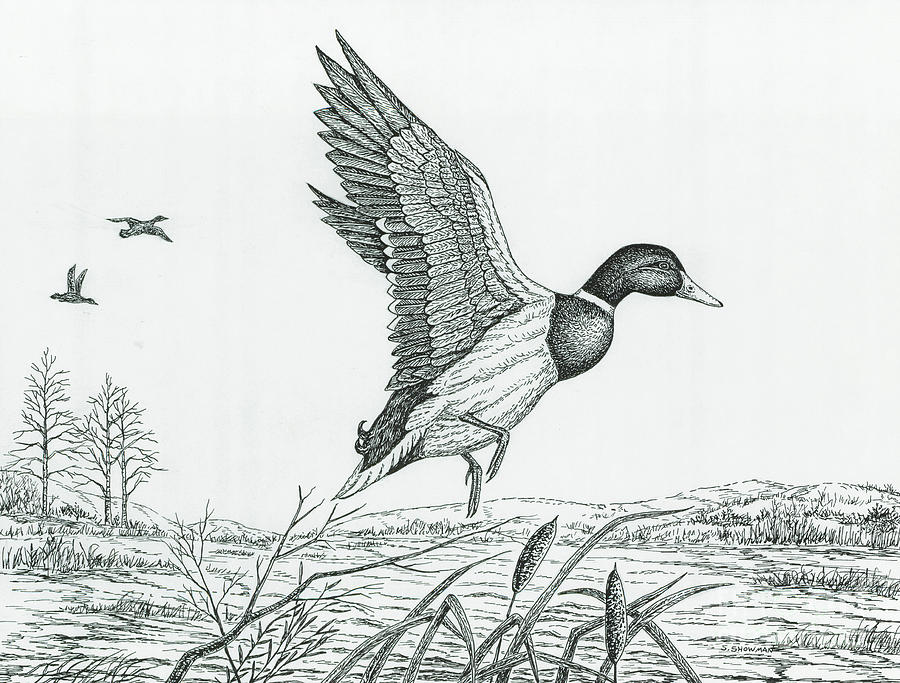 900x683 Wood Duck Flying Drawing - Wood Duck Sketch