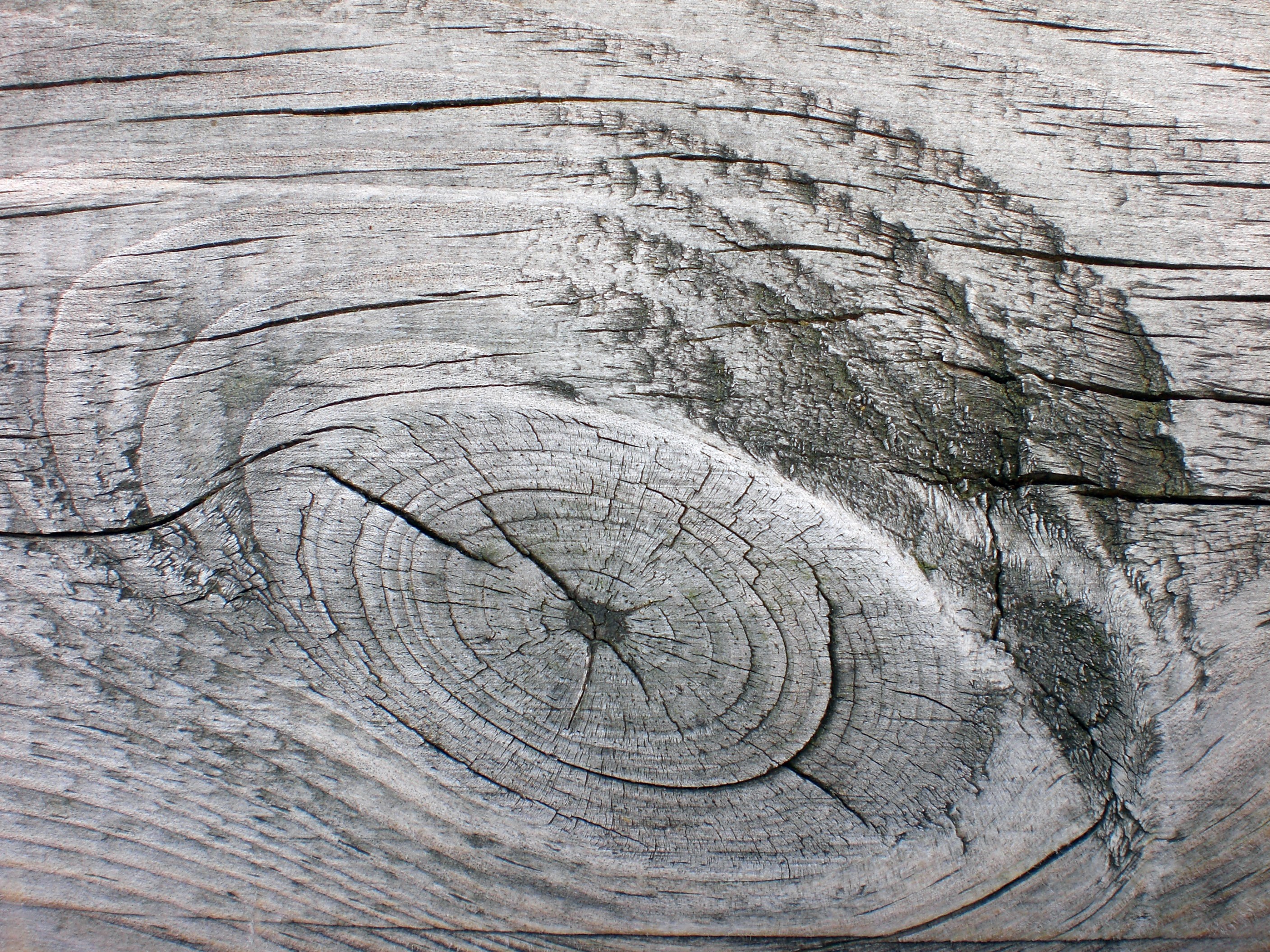 2816x2112 Free Images Tree, Rock, Board, Wood, Grain, Texture, Leaf, Trunk - Wood Grain Sketch