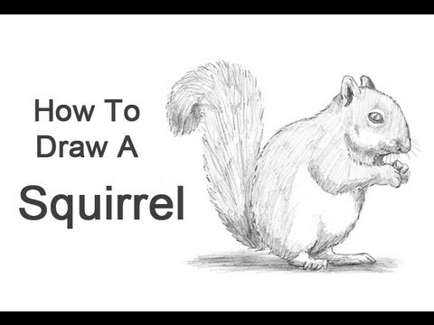 480x360 How To Draw A Squirrel - Woodland Animal Sketches