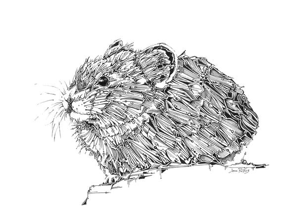 570x433 Pika Drawing Mouse Art Fine Art Illustration Animal Etsy - Woodland Animal Sketches