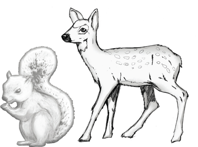 672x500 Prima - Woodland Animal Sketches