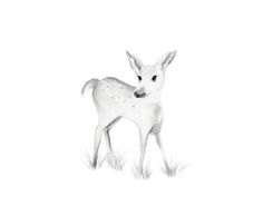236x185 277 Best Fawn Sketches Images Animal Drawings, Deer - Woodland Animal Sketches