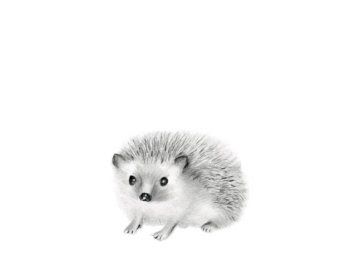 340x270 Woodland Porcupine Sketch - Woodland Animal Sketches