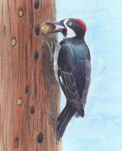 242x300 How To Draw A Woodpecker - Woodpecker Sketch