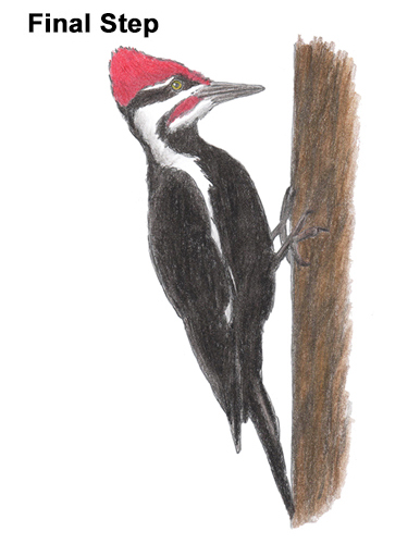 386x500 How To Draw A Woodpecker - Woodpecker Sketch
