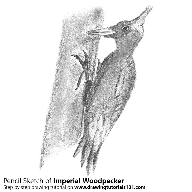 800x800 Imperial Woodpecker Pencil Drawing - Woodpecker Sketch