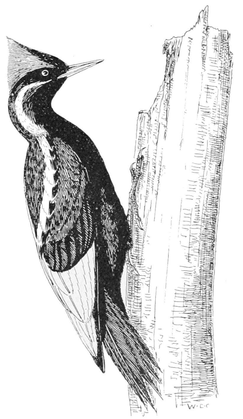 822x1420 Popular Science Monthlyvolume 53july 1898woodpeckers And Their - Woodpecker Sketch