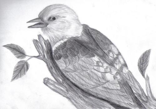 500x350 Red Headed Woodpecker Sketch. - Woodpecker Sketch