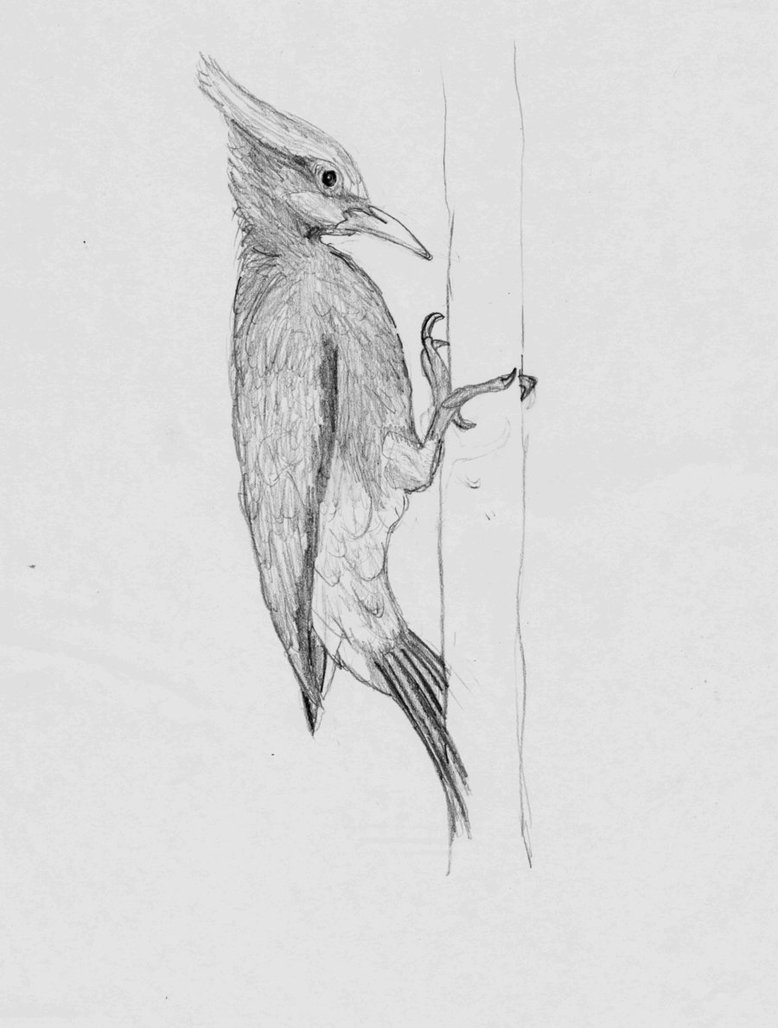 778x1028 Sketch Woodpecker By Timohuovinen - Woodpecker Sketch