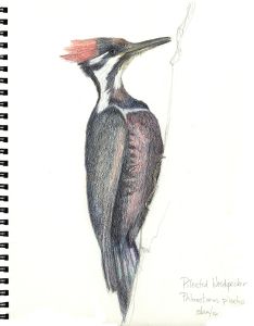 234x300 Sketching - Woodpecker Sketch