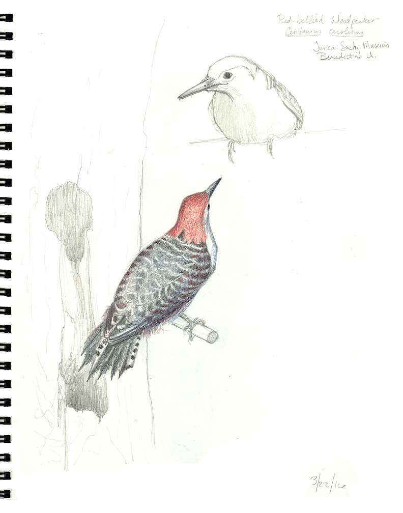 792x1008 Sketching - Woodpecker Sketch