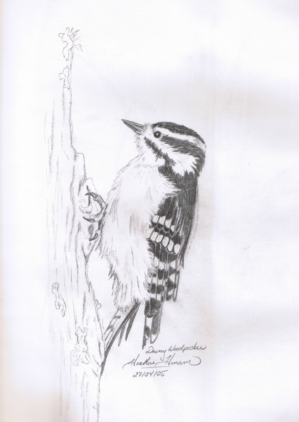 Woodpecker Sketch at PaintingValley.com | Explore collection of ...